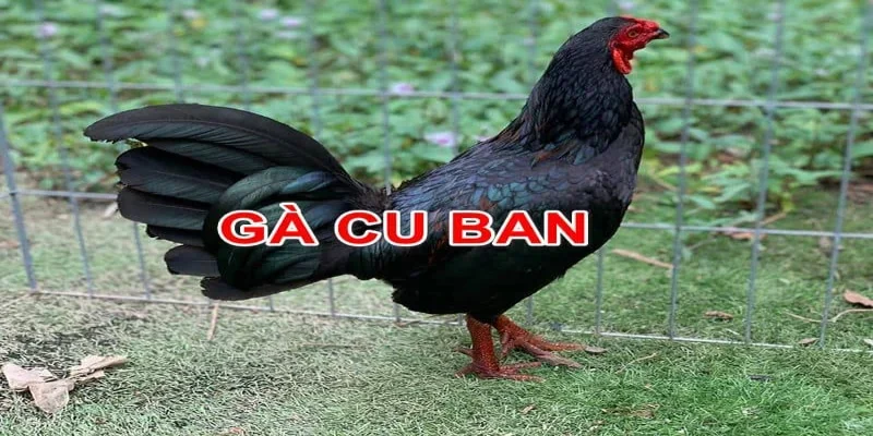 Gà Tre Cuban